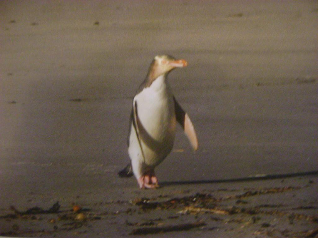Catlins Newhaven Holiday Park Owaka Camera foto