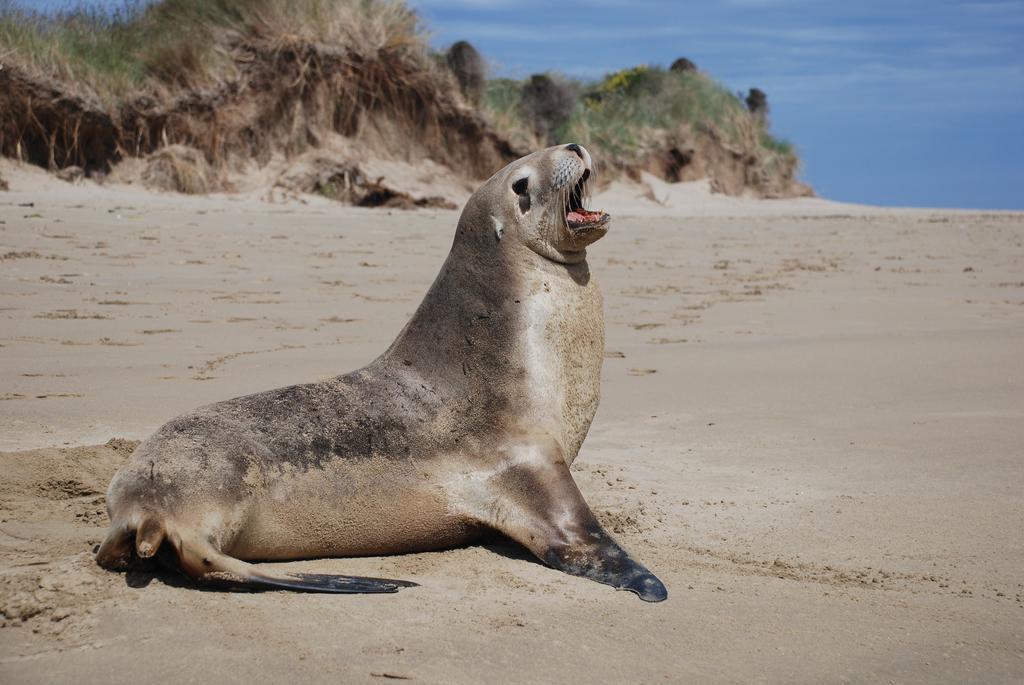 Catlins Newhaven Holiday Park Owaka Camera foto