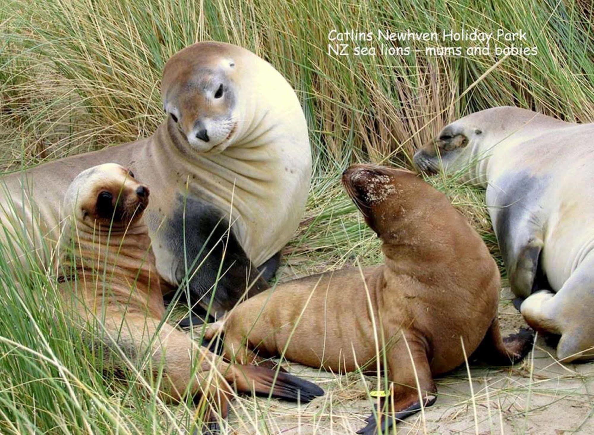 Catlins Newhaven Holiday Park Owaka Esterno foto